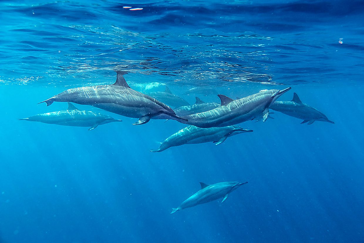 Pod of dolphins underwater