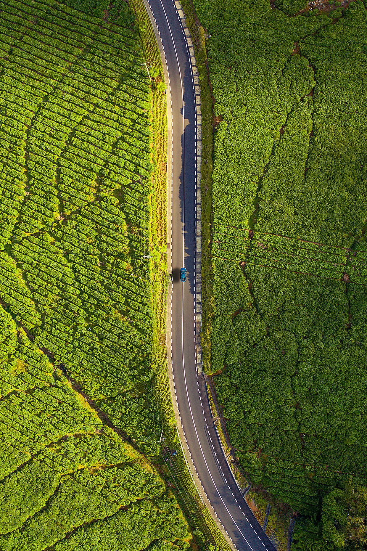 Road through sugarcane fields