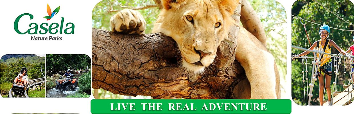 Big cats, zip lines and the luge at Casela